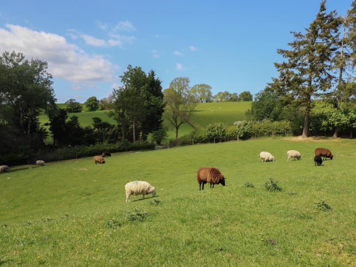 Ysgubor Fachwen Newtown (Powys)